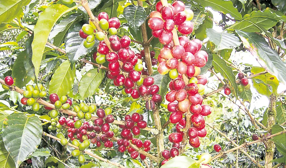 Panorama. Se espera que este año se superen las 162.530 toneladas de café certificado exportado que se lograron alcanzar en el 2020. Foto: Virgilio Grajeda / La República