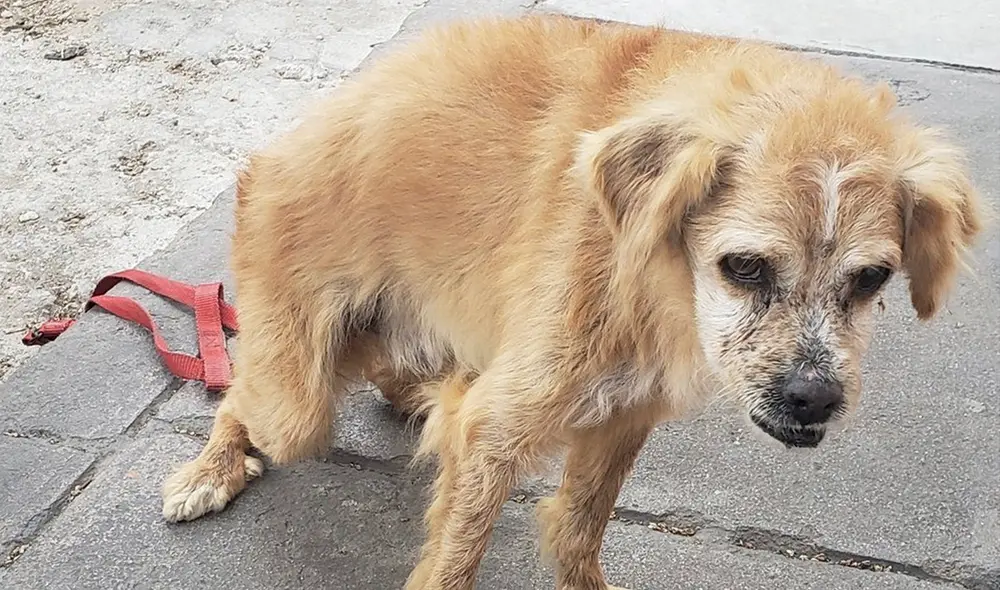 El animal tiene pelaje castaño claro y una franja blanca en la frente, entre los ojos. Además el pecho blanco y su mandíbula es un poco sobresalida. Foto: Twitter @FitoBS