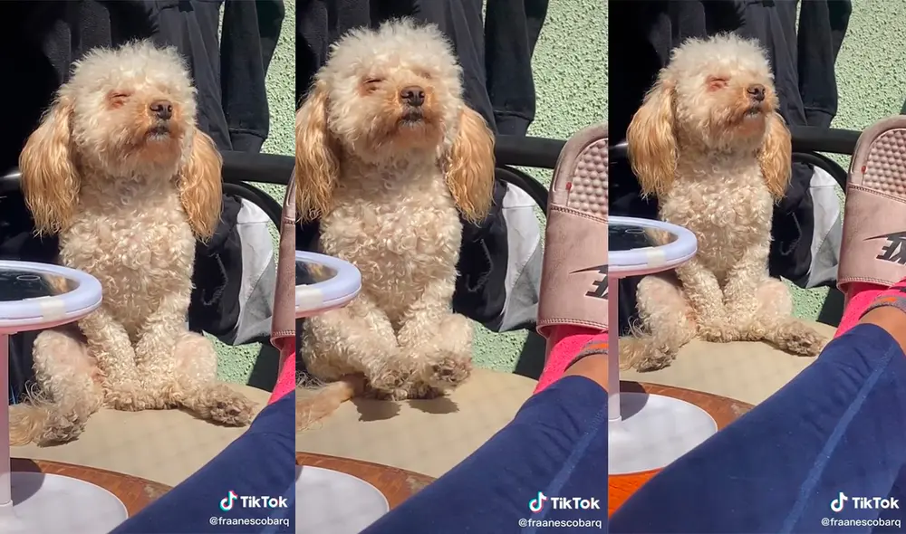 El can cautivó a su dueña con su adorable comportamiento al acompañarla. Foto: captura de TikTok El can cautivó a su dueña con su adorable comportamiento al acompañarla. Foto: captura de TikTok