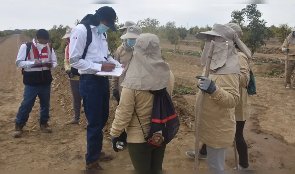 Personal de Sunafil fiscalizó condiciones de trabajo en agroexportadoras de Lambayeque. Foto: Sunafil