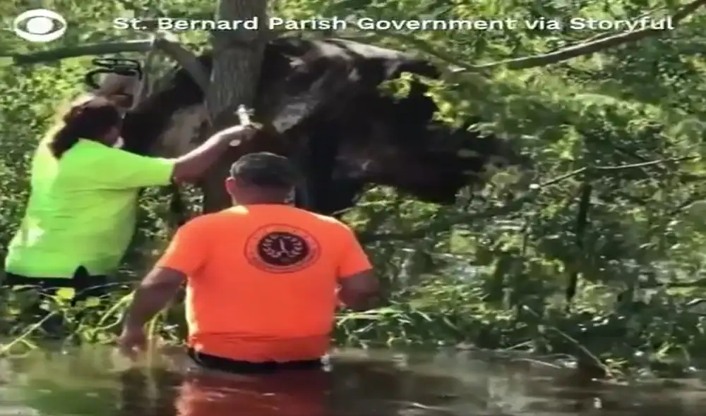 La imagen de la vaca atrapada en el árbol refleja los daños que causó el huracán Ida por una parte de Estados Unidos. Foto: captura de video