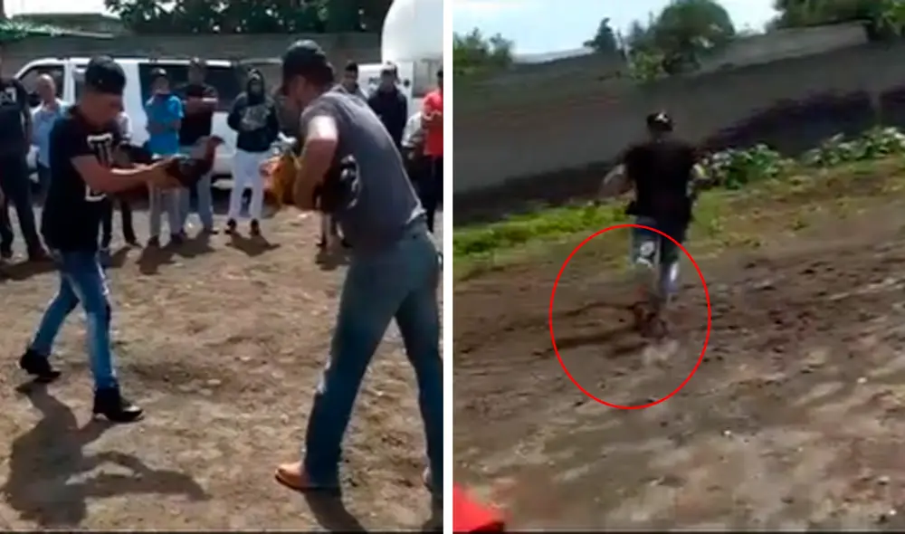 El hecho se hizo viral debido que el animal comenzó a perseguir al hombre justo después que lo soltara para enfrentarse con otro gallo. Foto: captura de TikTok