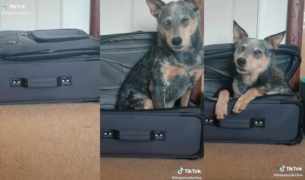 El can desarrolló un divertido comportamiento en el interior de su hogar. Foto: captura de TikTok El can desarrolló un divertido comportamiento en el interior de su hogar. Foto: captura de TikTok