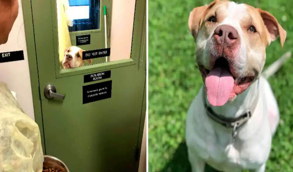 Un perrito está a la espera de encontrar un nuevo hogar, luego que sus antiguos dueños lo abandonaron en un albergue. Foto: Main Line Animal Rescue/ Facebook Un perrito está a la espera de encontrar un nuevo hogar, luego que sus antiguos dueños lo abandonaron en un albergue. Foto: Main Line Animal Rescue/ Facebook