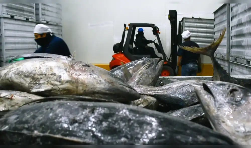 Debido a la pandemia, las plantas conserveras vienen trabajando entre el 30% y 40% de su capacidad instalada. Lo que se deja de pagar serviría para 20.000 puestos de trabajo. Foto: Asociación de Conserveros del Perú