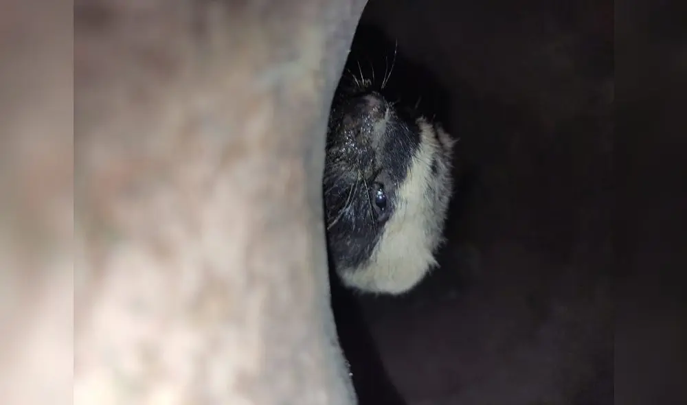 Especie fue encontrada al interior de una chomba. Foto: PNP