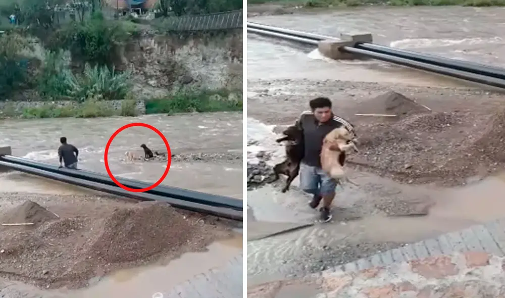 Dos canes corrían peligro de ser arrastrados por la fuerza del agua, pero por suerte un joven hizo todo lo posible para ponerlos a buen recaudo. Foto: captura de YouTube
