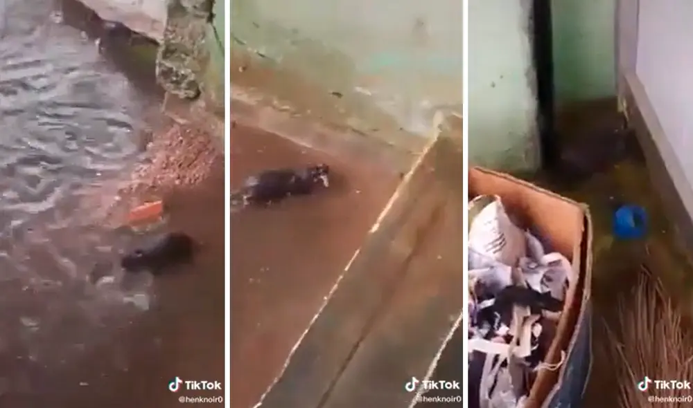 La madre arriesgó su vida para salvar las de sus crías. Foto: captura de TikTok