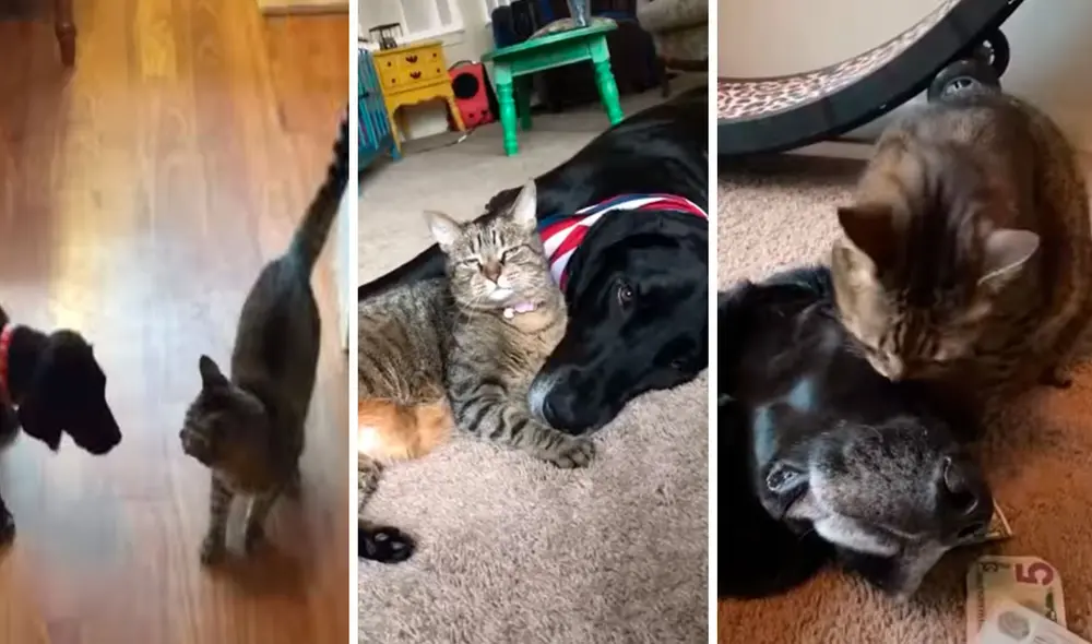 Una pareja acogió a un can y un felino para que fueran compañeros, por lo que armaron un plan para conocer sus reacciones al juntarlos por primera vez. Foto: captura de Facebook