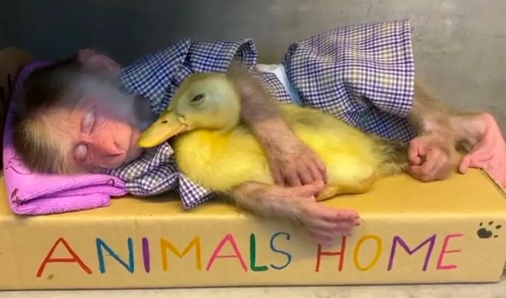 El video viral ha generado gran sensación en las redes sociales. Foto: captura de TikTok