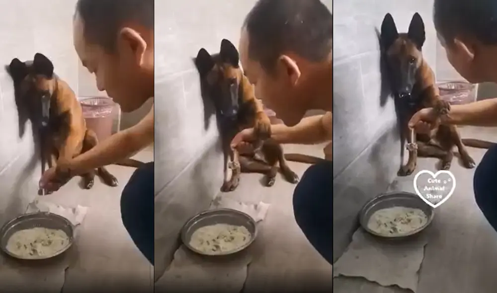 La respuesta del perrito se hizo viral en las redes sociales. Foto: captura de Facebook