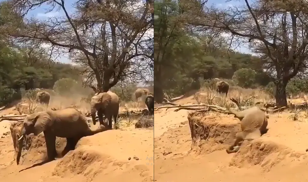 El elefante no logró bajar de la misma forma que su compañero y por ello terminó cayéndose El elefante no logró bajar de la misma forma que su compañero y por ello terminó cayéndose