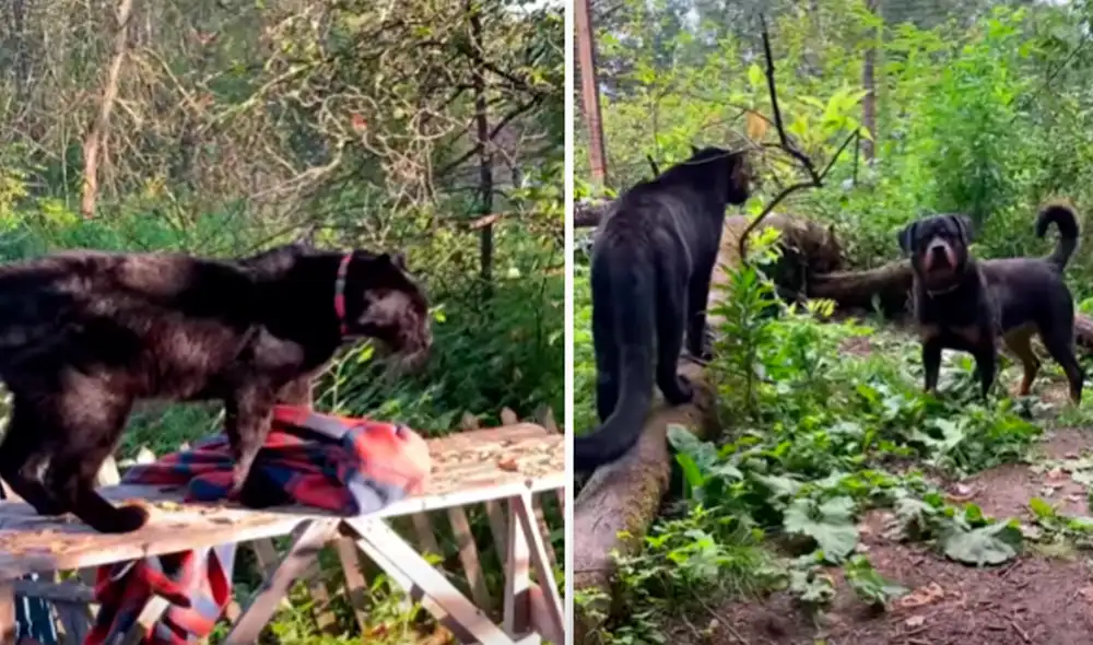 El video viral ha sido compartido en el canal Luna_the_pantera. Foto: captura de YouTube