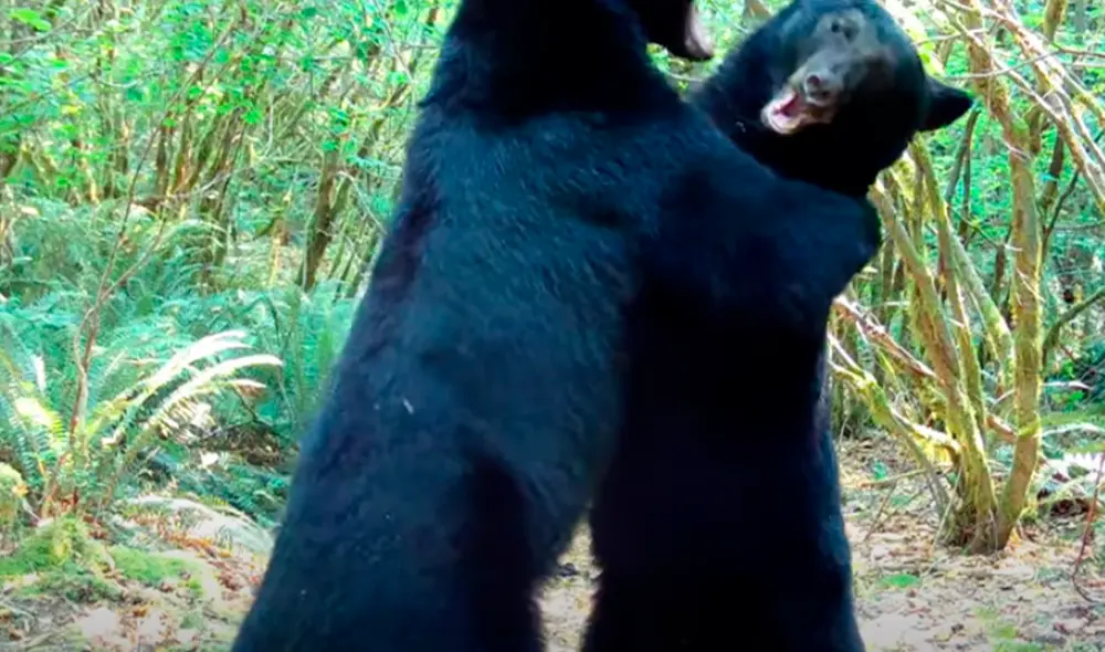 El video viral ha sido compartido en el canal ViralHog. Foto: captura de YouTube