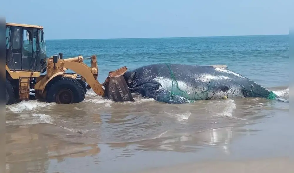 Retiran cuerpo de ballena varada en Canoas de Punta Sal. Foto: Noticias sin frontera