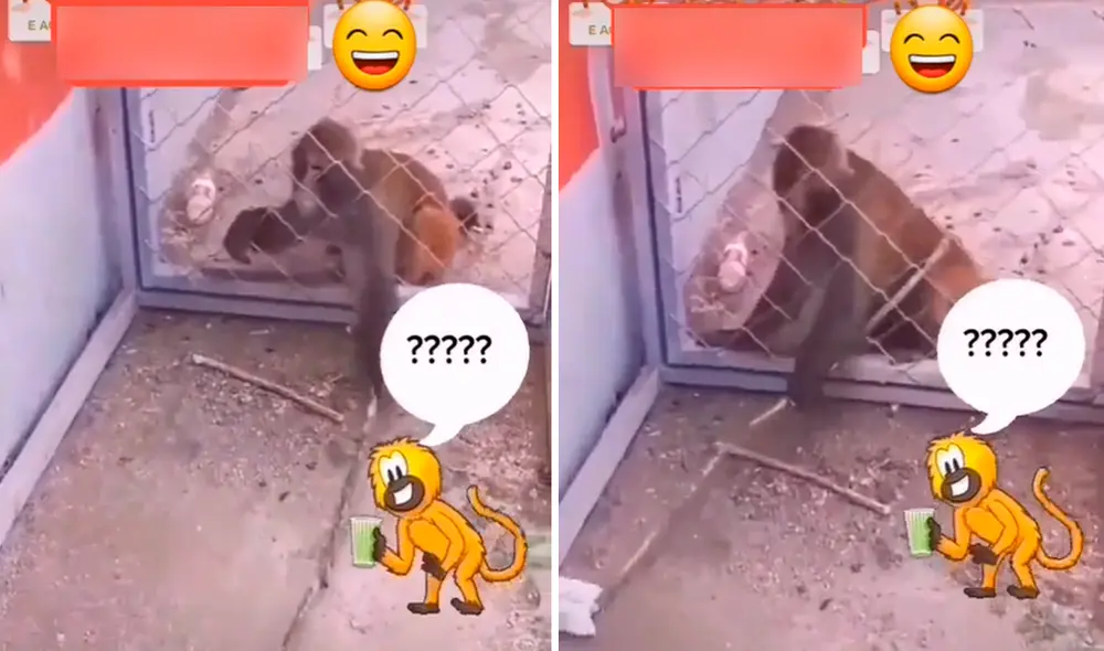 El monito dejó asombrados a miles de usuarios en las redes sociales. Foto: captura de TikTok