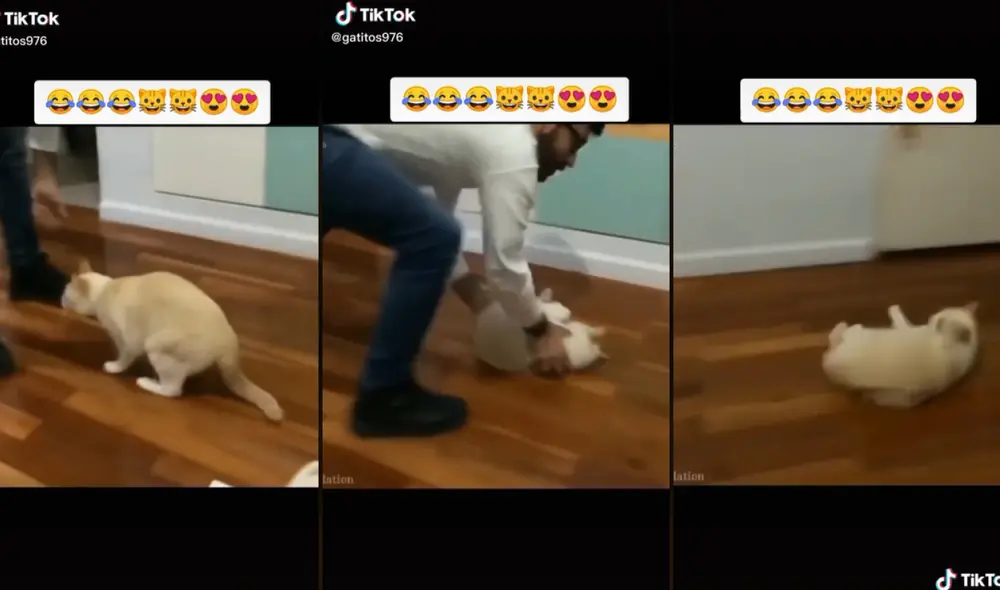 El video del gatito se hizo viral en TikTok.
Foto: captura de TikTok