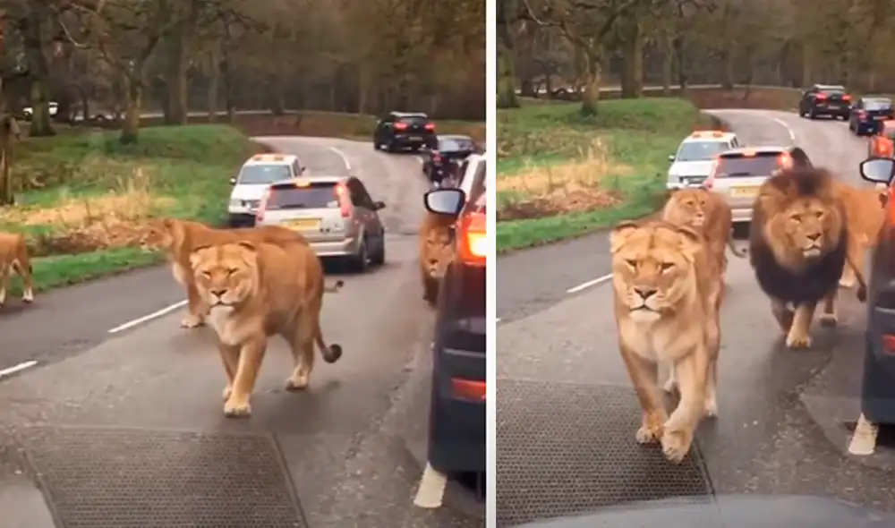 El video viral ha sido compartido en el canal Amazing pets Animals. Foto: captura de YouTube