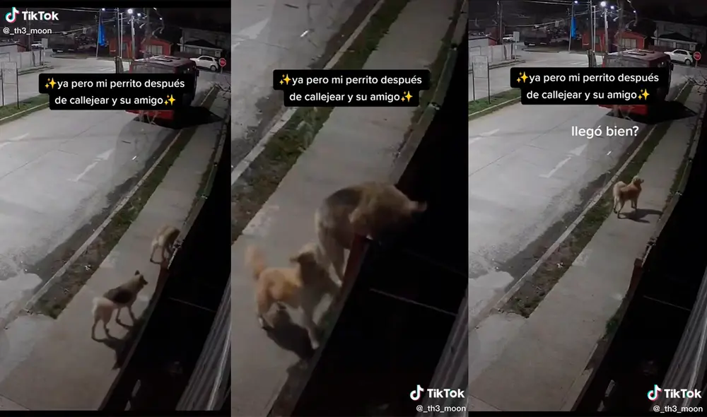 La dupla logró cautivar a miles de usuarios con sus hilarantes actuaciones. Foto: captura de TikTok La dupla logró cautivar a miles de usuarios con sus hilarantes actuaciones. Foto: captura de TikTok