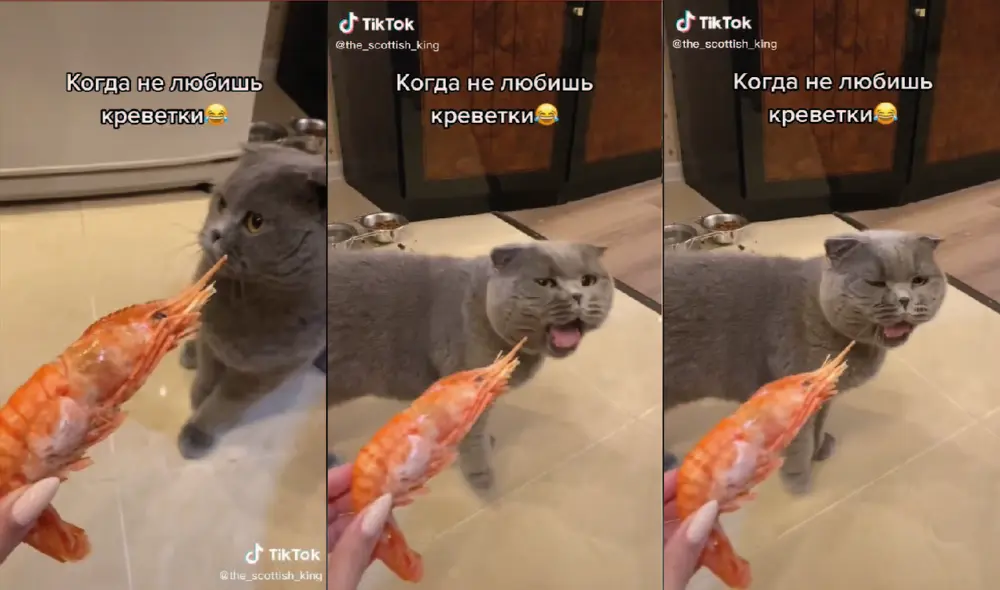 Un gato muestra su rechazo por el camarón. Foto captura de TikTok
