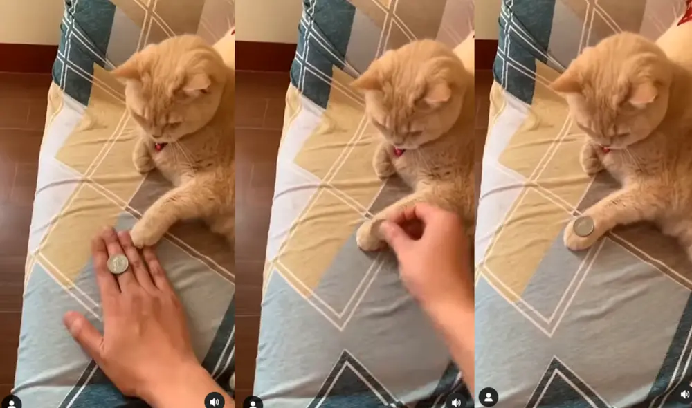 El acto de magia del minino se hizo tendencia en las redes sociales.
Foto: captura de Instagram