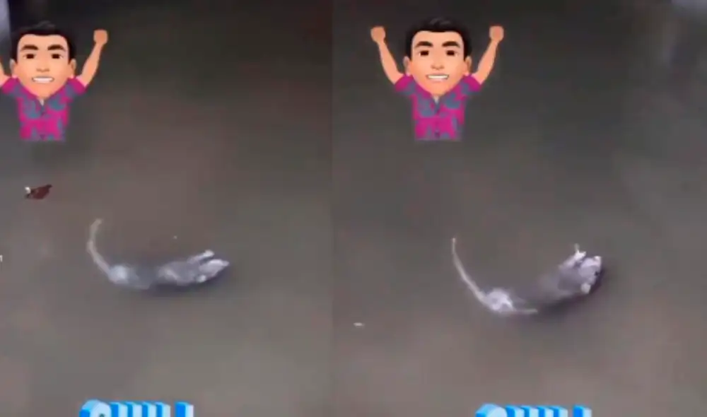 La rata se divertía nadando en las aguas anegadas del metro. Foto: captura de TikTok La rata se divertía nadando en las aguas anegadas del metro. Foto: captura de TikTok