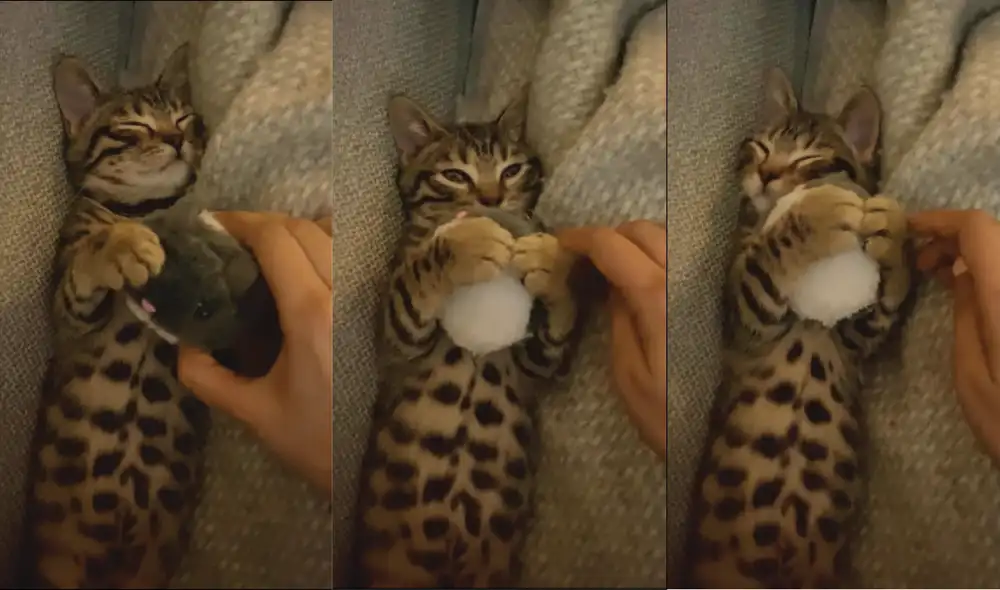 El gato le da un conmovedor y dulce abrazo a su peluche. Foto: captura de YouTube