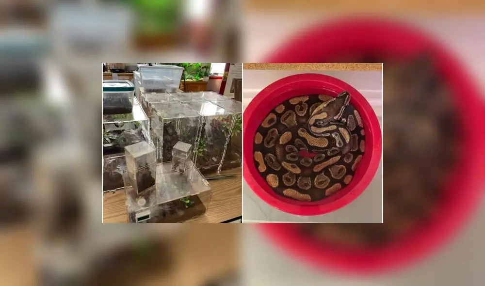 Cuatro de los arácnidos fallecieron. Foto: captura de Facebook