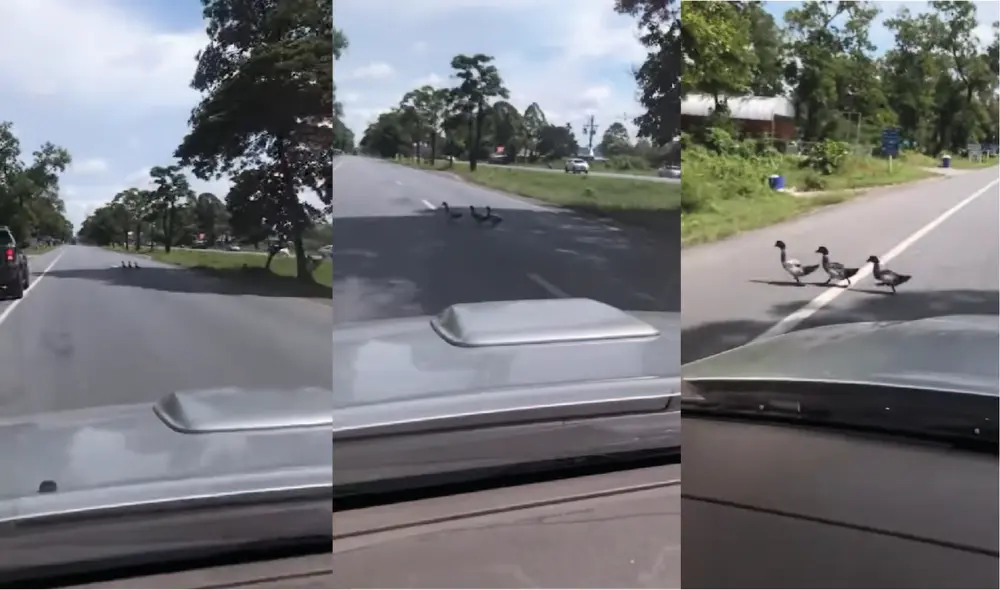 Tres pequeños patos cruzaban la calle cuando se acercaban algunos autos. Foto: captura de YouTube