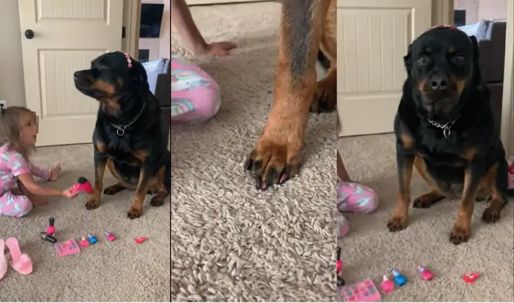 Una pequeña niña pasó un divertido día con su perrita. Foto: captura de YouTube