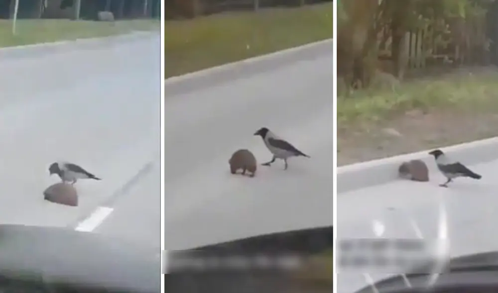 Con picotazos, el pajarito hizo que el erizo se desplazara evitando que sea atropellado. Foto: captura de TikTok