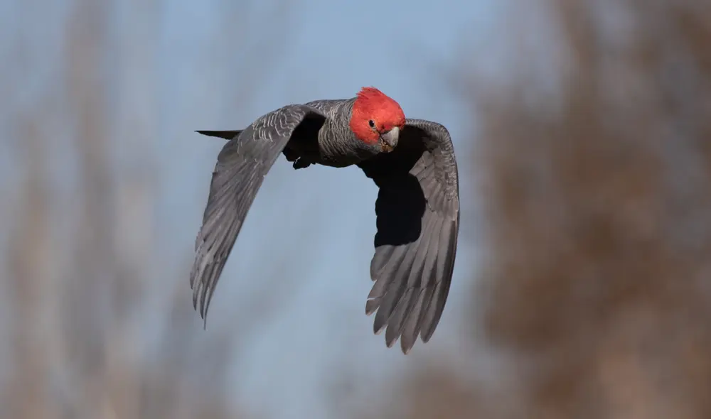 Según estudio, los animales de sangre caliente están cambiando su fisiología, tales como picos y orejas, para regular mejor su temperatura. Foto: ABC Canberra / Facebook