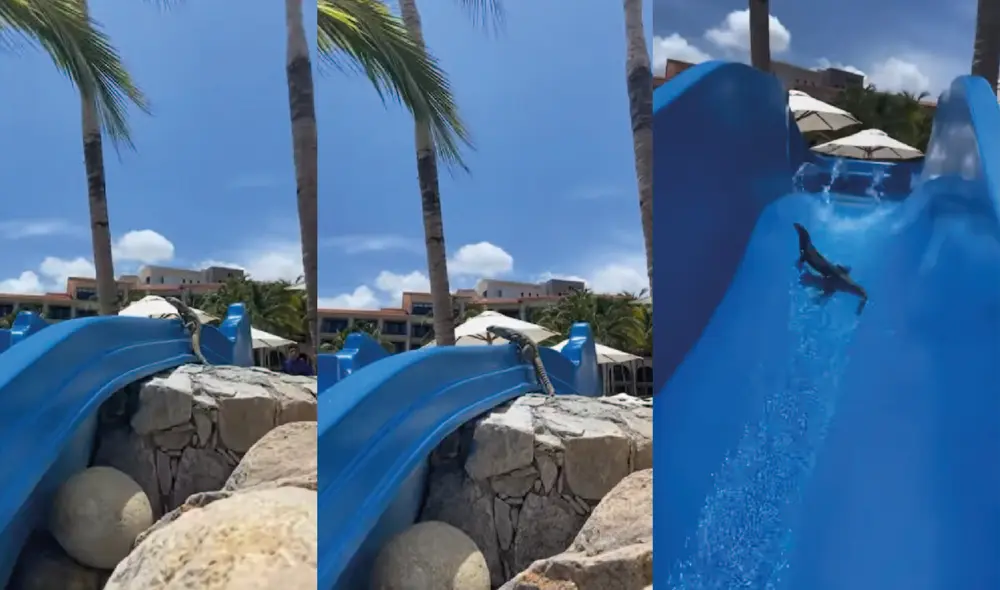 La iguana escala el tobogán y se lanza desde la punta. Foto: captura de YouTube