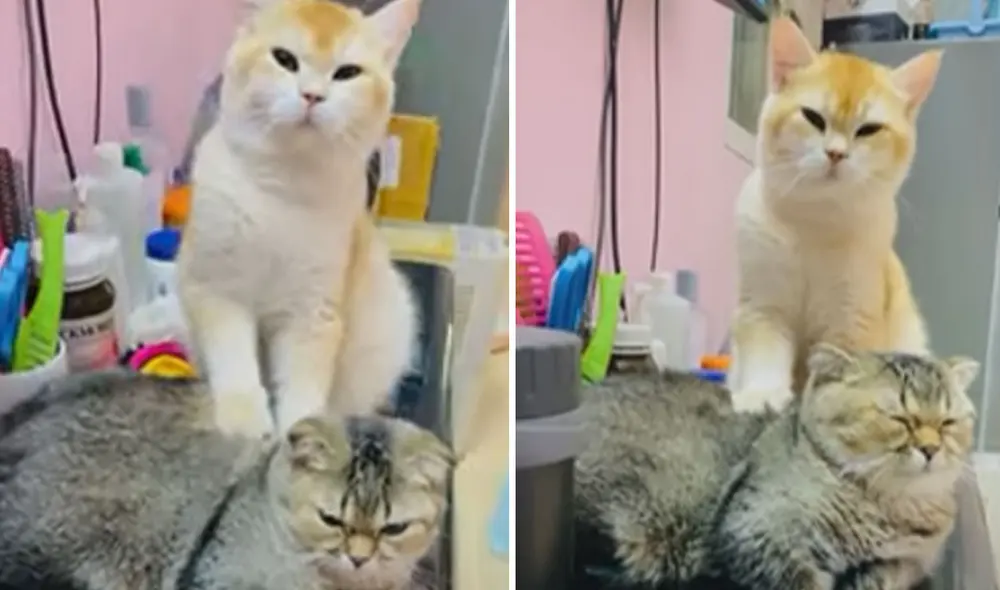 Miles de usuarios quedaron cautivados con esta tierna escena. Foto: captura de YouTube