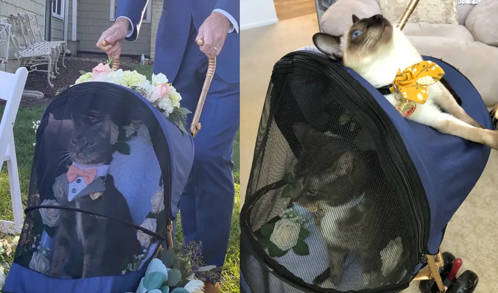 Gatito fue resguardado en un cochecito de bebé. Foto: captura de Twitter