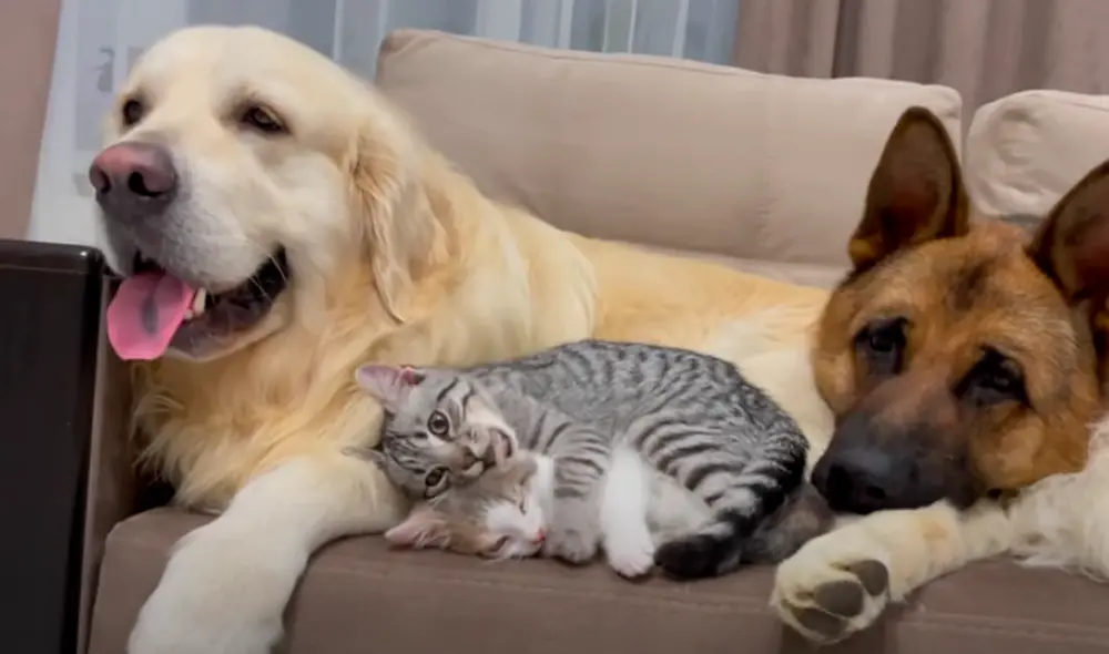 El video viral ha sido compartido en la página Funny Dog Bailey. Foto: captura de Facebook