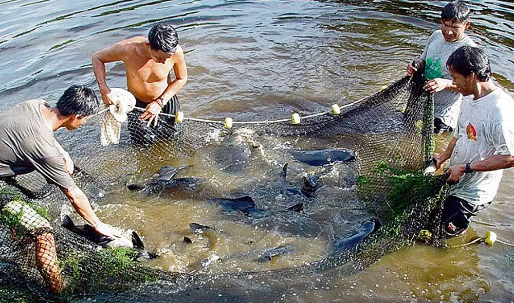 Diálogos. Se alistan normas específicas, como el reglamento sectorial de la inocuidad en las actividades pesqueras y acuícolas. Foto: difusión