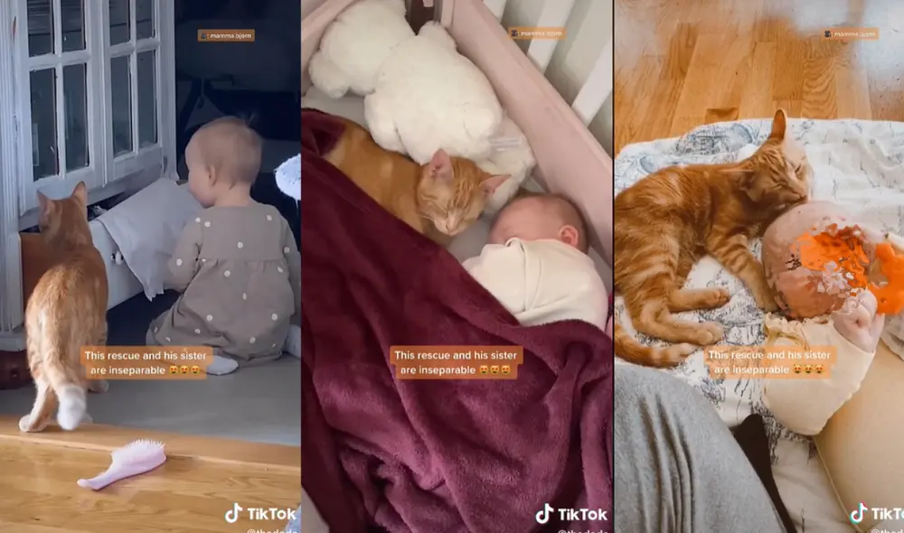 El gatito y el bebé son inseparables desde que se conocieron. Foto: captura de TikTok
