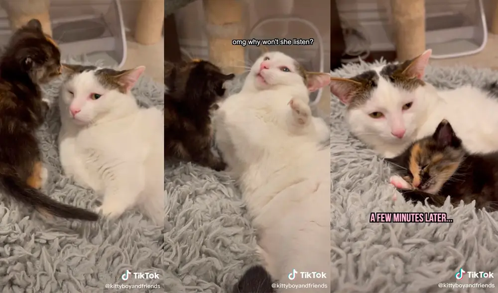 El cachorro cautivó el corazón del otro minino, hecho que conmovió a su dueña. Foto: captura de TikTok El cachorro cautivó el corazón del otro minino, hecho que conmovió a su dueña. Foto: captura de TikTok