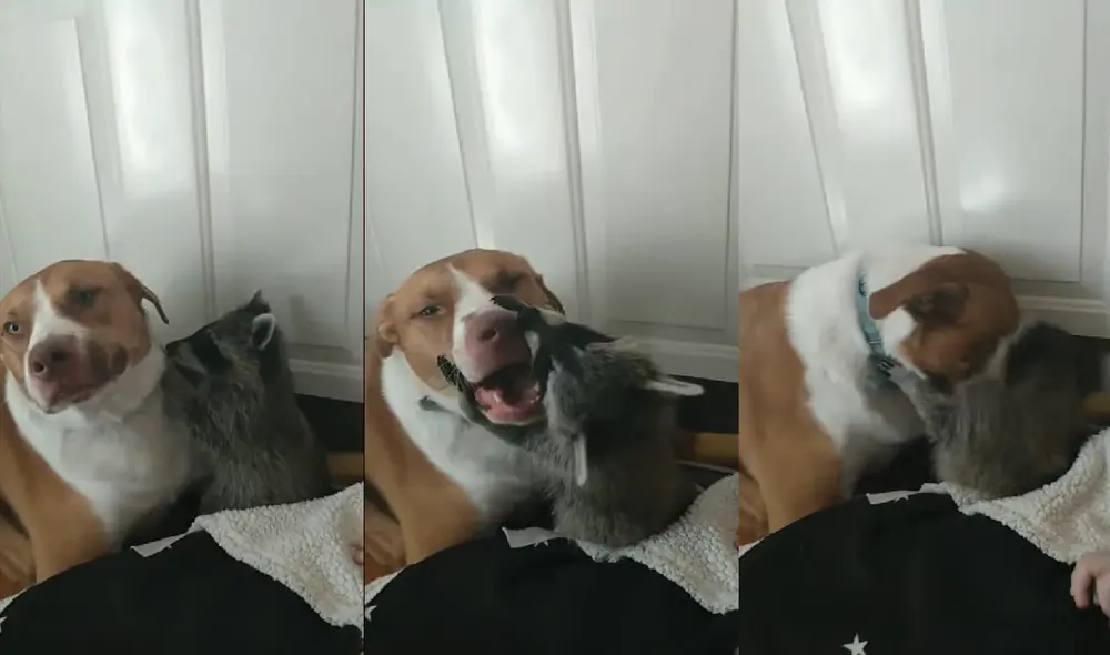 Mientras el mapache abrazaba al perro, la dueña de ambas mascotas acariciaba al protagonista. Foto: captura de YouTube Mientras el mapache abrazaba al perro, la dueña de ambas mascotas acariciaba al protagonista. Foto: captura de YouTube