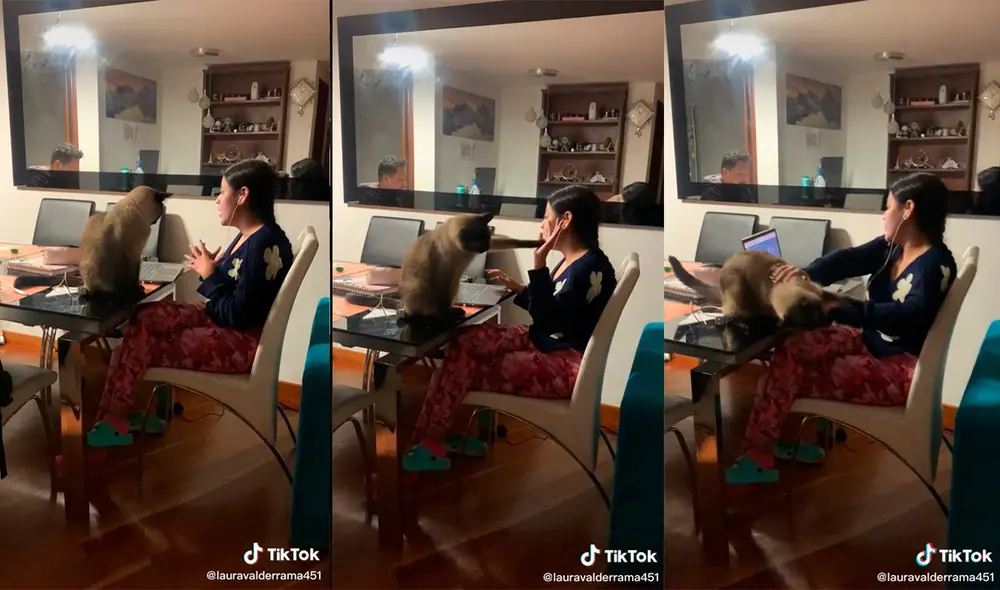 El minino protagonizó una inesperada travesura en el interior de su hogar. Foto: captura de TikTok