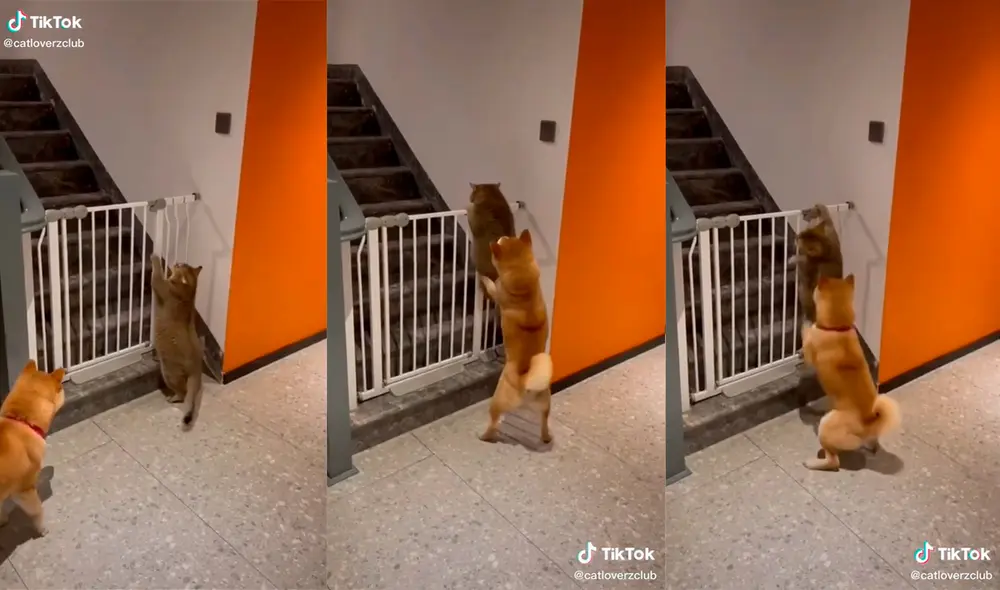 El can logró conquistar los corazones de miles de cibernautas. Foto: captura de TikTok