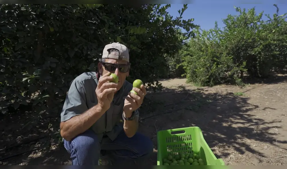 El youtuber mostró el proceso de cosecha de este cítrico. Foto: captura de YouTube
