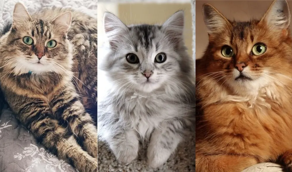 En el estudio participaron 4.300 felinos domésticos. Foto: difusión