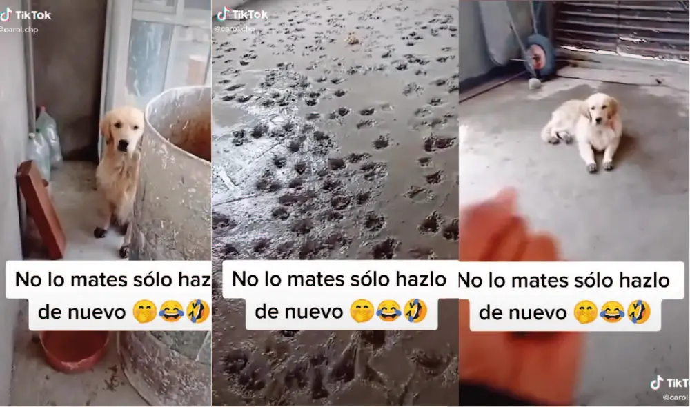 Las caritas angelicales llamaron la atención de miles de usuarios. Foto: captura de TikTok