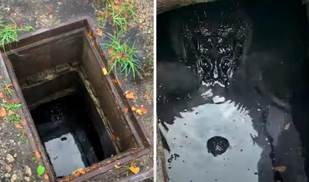 El video ha sido compartido en el canal ViralHog. Foto: captura de YouTube