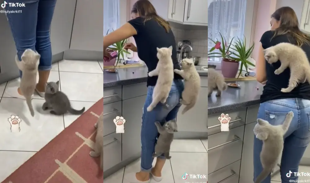 Gatitos treparon por el cuerpo de su dueña para llegar hasta su platos de comida. Foto: captura TikTok