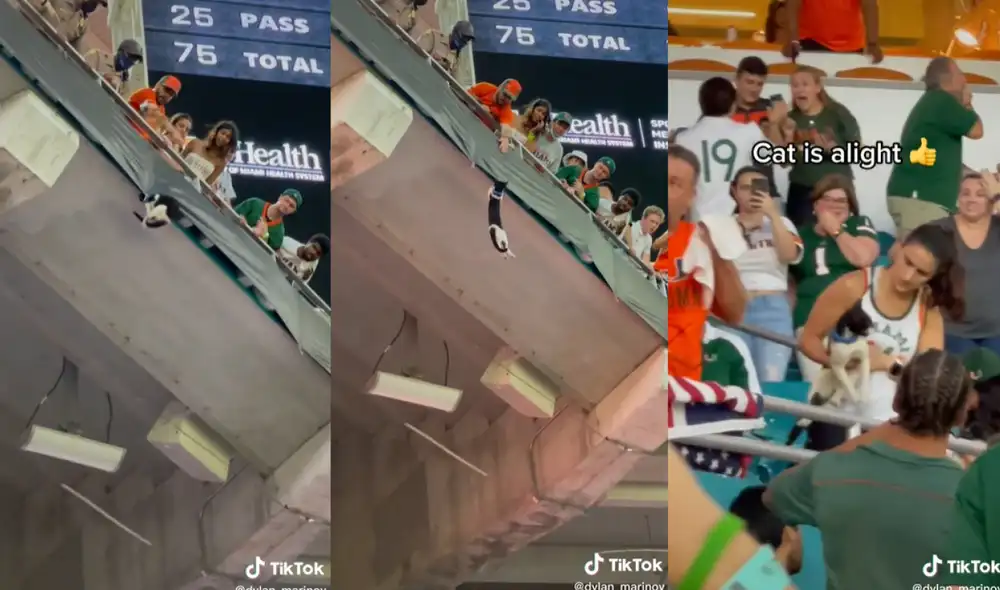 El gatito cayó de una gran altura, pero fue salvado por los asistentes del partido de football. Foto: captura de TikTok