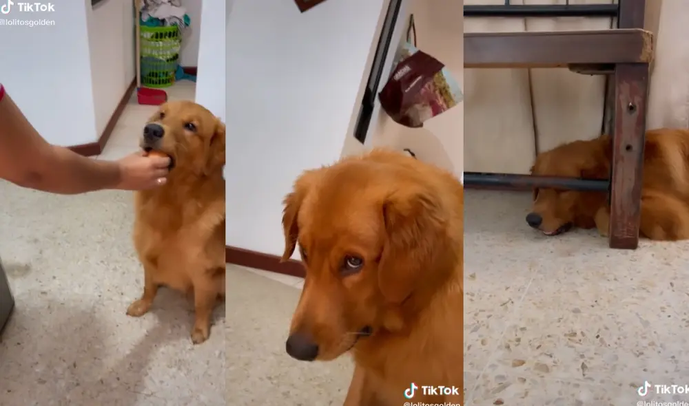 El tierno perrito resguardó con mucho cuidado el huevo en su boca. Foto: captura de TikTok