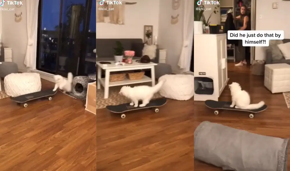 El minino montó un skateboard en la sala de su hogar. Foto: captura de TikTok